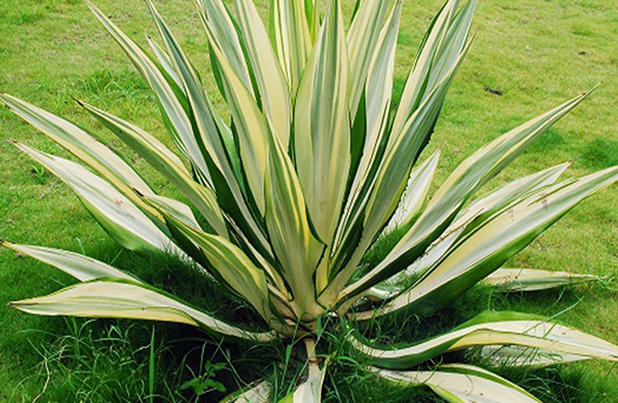 asparagus-meyeri-plant